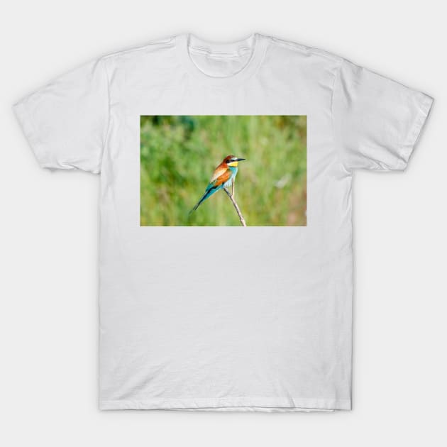 European bee-eater (Merops apiaster) T-Shirt by GrahamPrentice